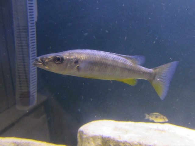 Rhamphochromis sp. 'chilingali' Lake Chilingali